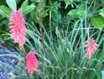 Kniphofia - Red Hot Pokers - have many different flower forms now.